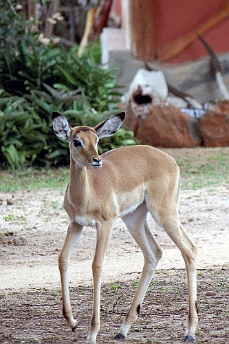 Kenia (319)